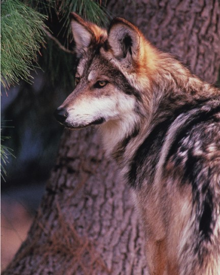 lobo.jpg